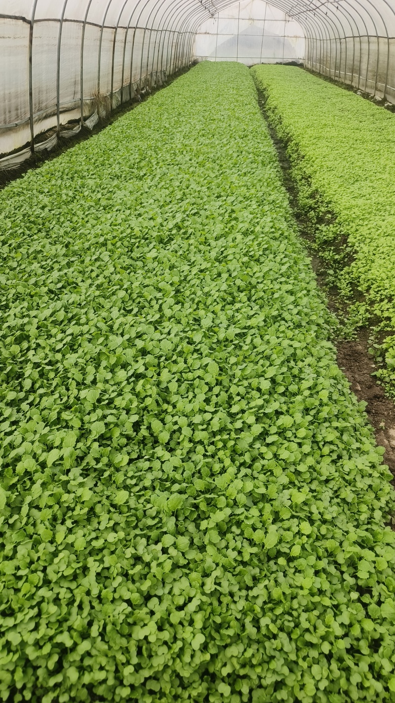 火锅菜鸡毛菜