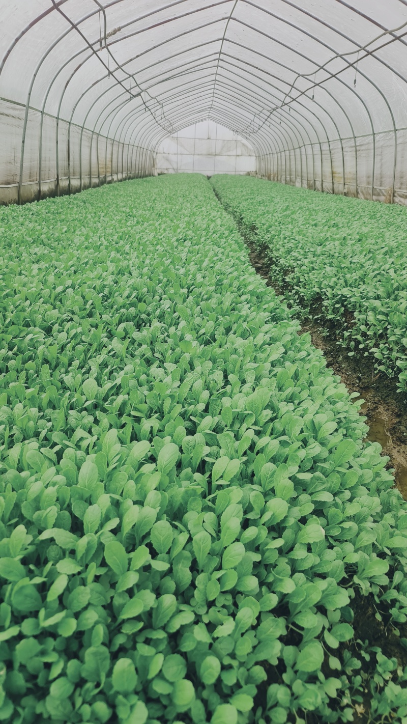 火锅菜鸡毛菜