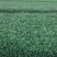 火锅菜鸡毛菜