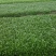 火锅菜鸡毛菜