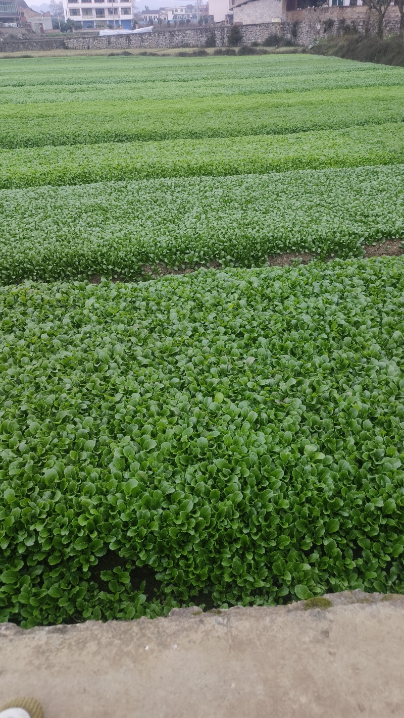 火锅菜鸡毛菜