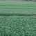 火锅菜鸡毛菜