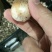 大花葱种子多年生花卉绿植盆栽庭院花园打造花海植物花卉种子
