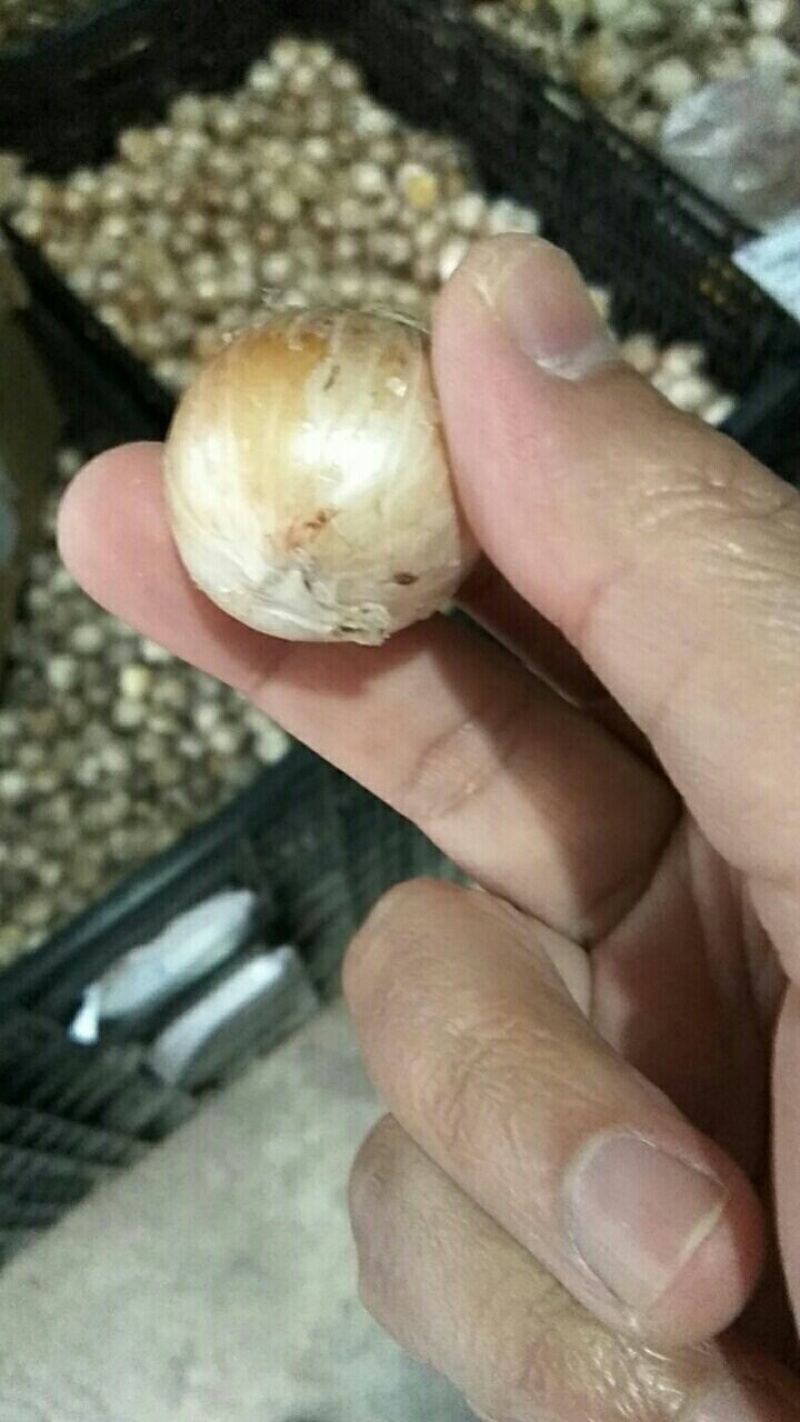 大花葱种子多年生花卉绿植盆栽庭院花园打造花海植物花卉种子