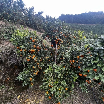 广西西林沙糖桔农家果地直销