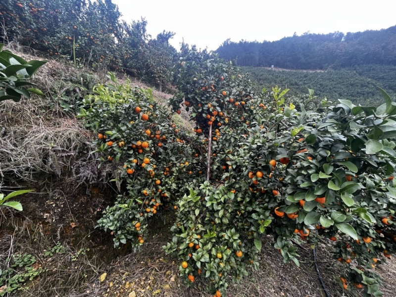 广西西林沙糖桔农家果地直销