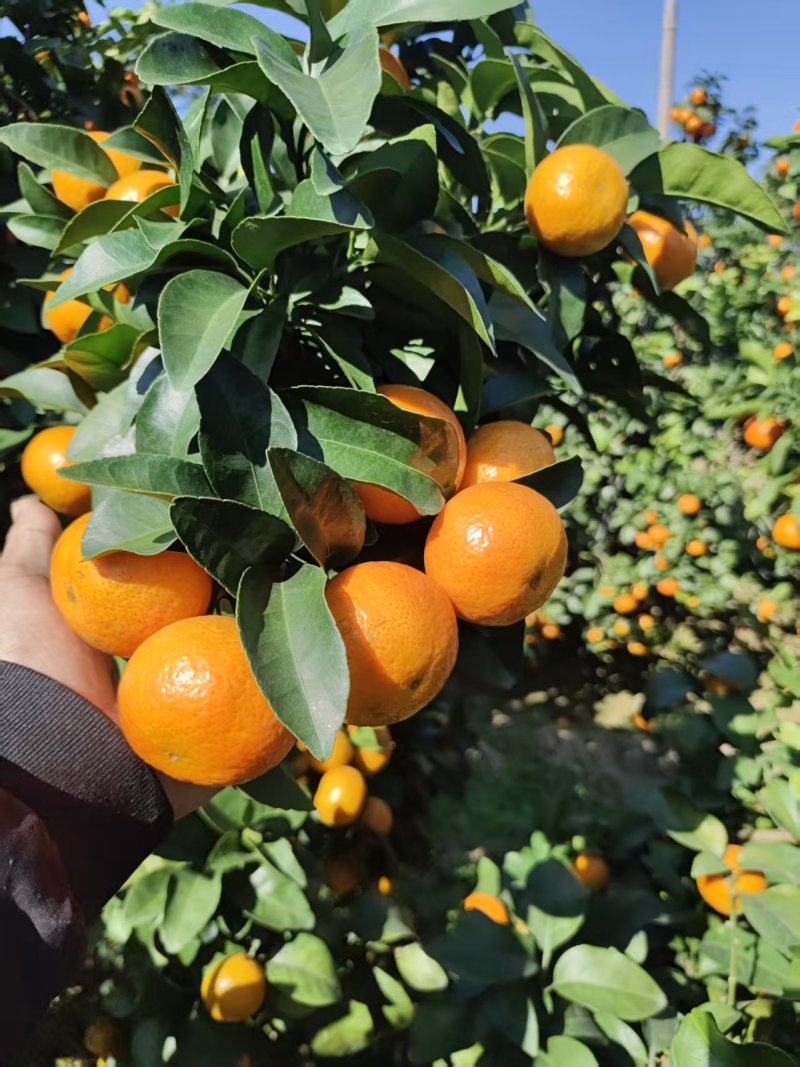 桂林蜜广砂糖橘产地直发皮薄汁甜规格齐全欢迎电联