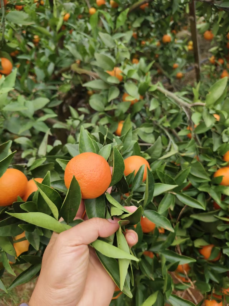 桂林蜜广砂糖橘产地直发皮薄汁甜规格齐全欢迎电联