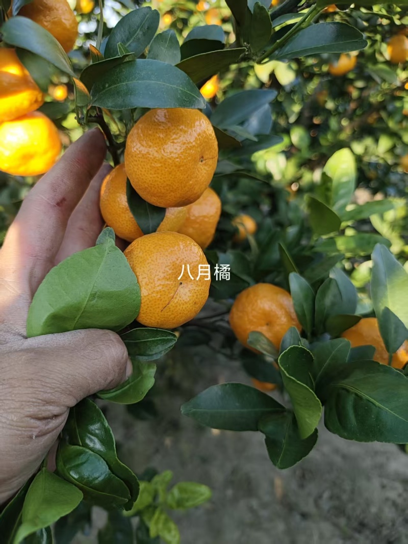 桂林蜜广砂糖橘产地直发皮薄汁甜规格齐全欢迎电联