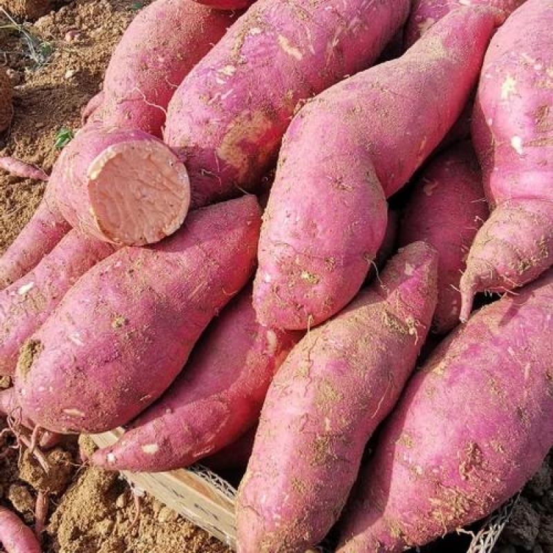 苏八红薯、西瓜红、紫薯、烟薯25、303红薯、济薯26