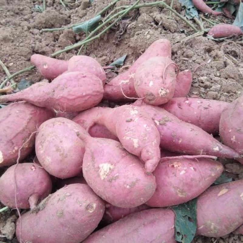 苏八红薯、西瓜红、紫薯、烟薯25、303红薯、济薯26