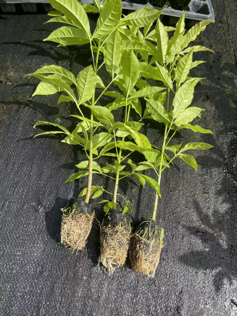 三叉苦种苗，根系发达粗壮，产地直发，自产自销，一手货源