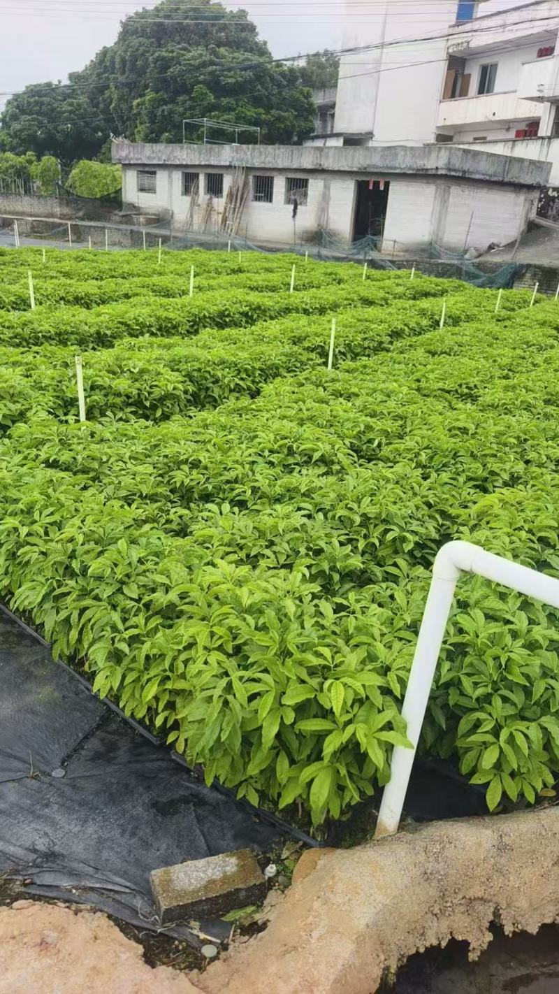 三叉苦种苗，根系发达粗壮，产地直发，自产自销，一手货源