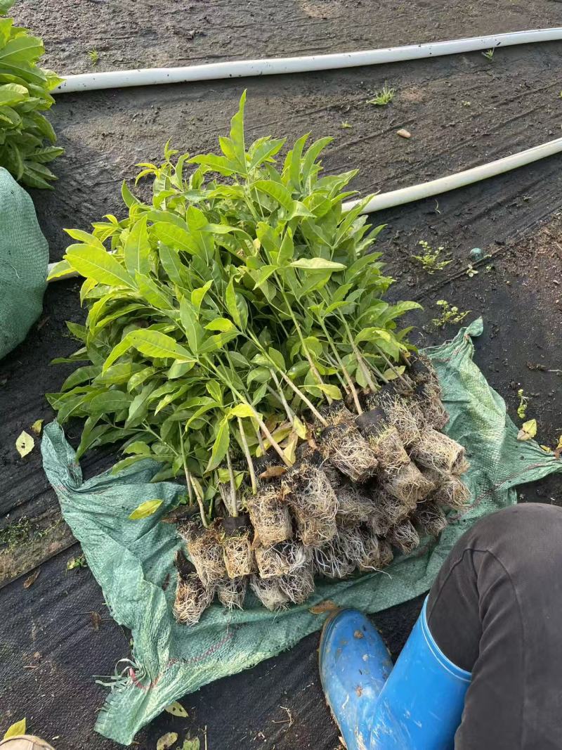 三叉苦种苗，根系发达粗壮，产地直发，自产自销，一手货源