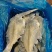 整条鲽鱼比目鱼鸦片鱼无冰大鲽鱼蝶鱼海鱼批发商用整条鲽鱼