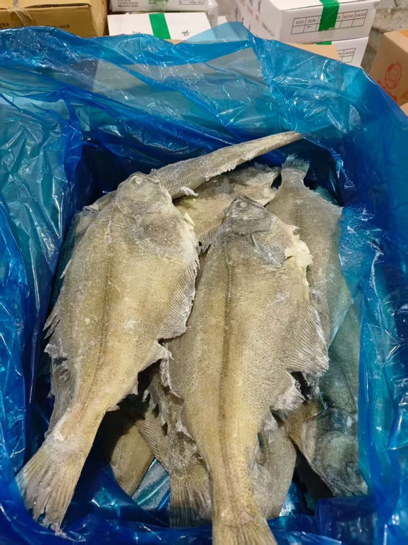 整条鲽鱼比目鱼鸦片鱼无冰大鲽鱼蝶鱼海鱼批发商用整条鲽鱼
