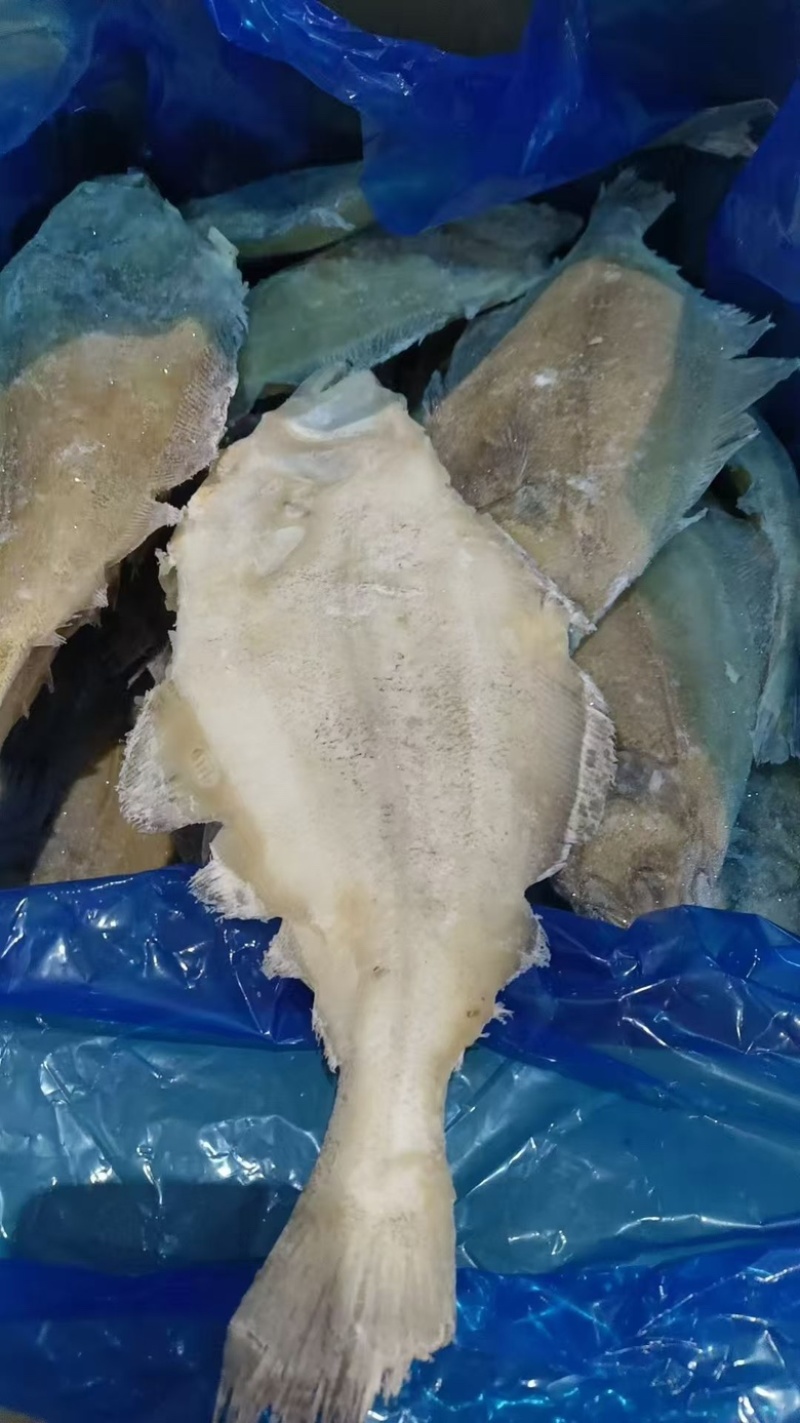 整条鲽鱼比目鱼鸦片鱼无冰大鲽鱼蝶鱼海鱼批发商用整条鲽鱼