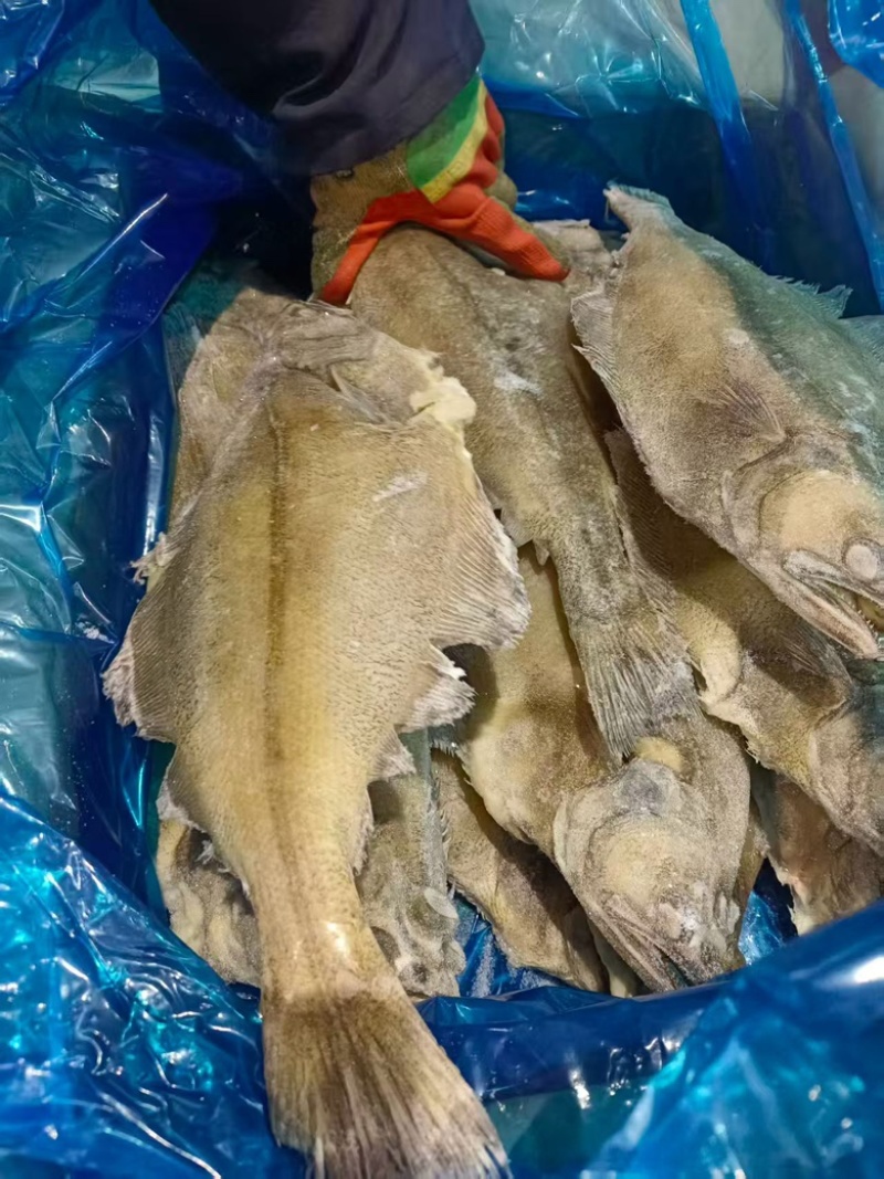 整条鲽鱼比目鱼鸦片鱼无冰大鲽鱼蝶鱼海鱼批发商用整条鲽鱼