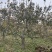 占地果树樱桃树枣树桃树梨树苹果树柿子树