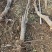 占地果树樱桃树枣树桃树梨树苹果树柿子树