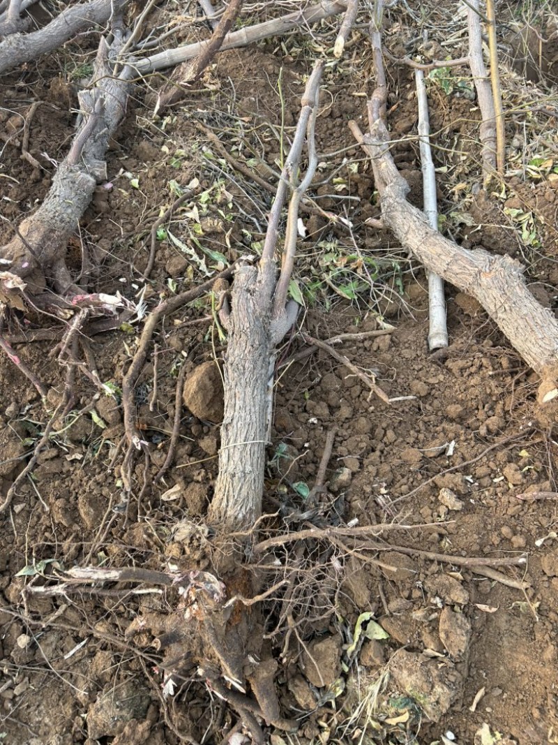 占地果树樱桃树枣树桃树梨树苹果树柿子树