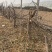 占地果树樱桃树枣树桃树梨树苹果树柿子树