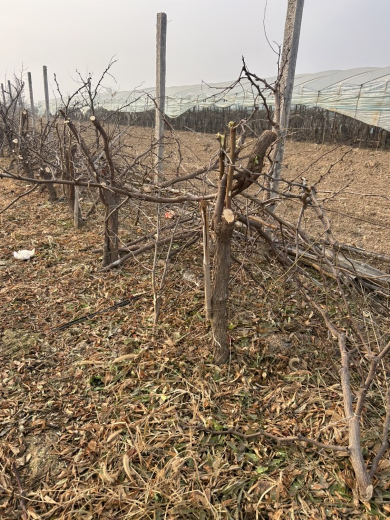 占地果树樱桃树枣树桃树梨树苹果树柿子树