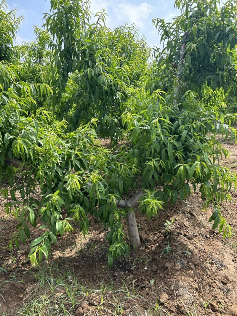 占地果树樱桃树枣树桃树梨树苹果树柿子树