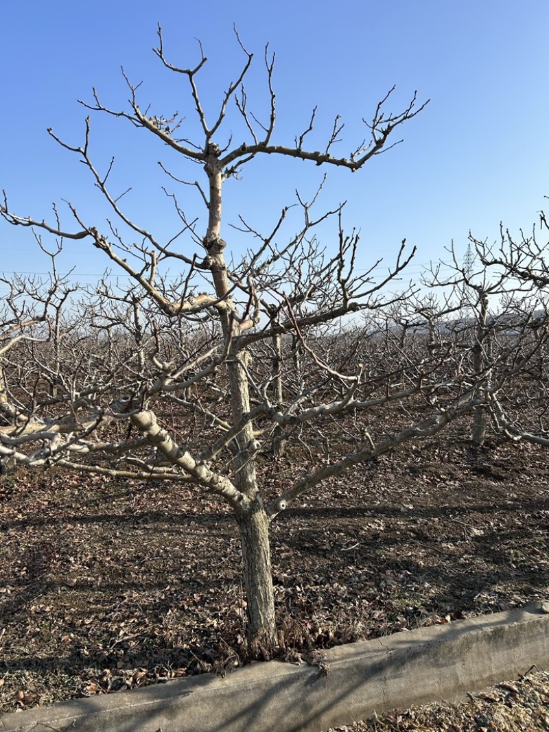 占地果树樱桃树枣树桃树梨树苹果树柿子树