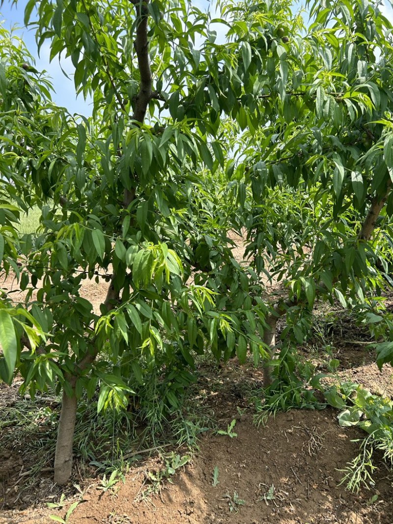 占地果树樱桃树枣树桃树梨树苹果树柿子树