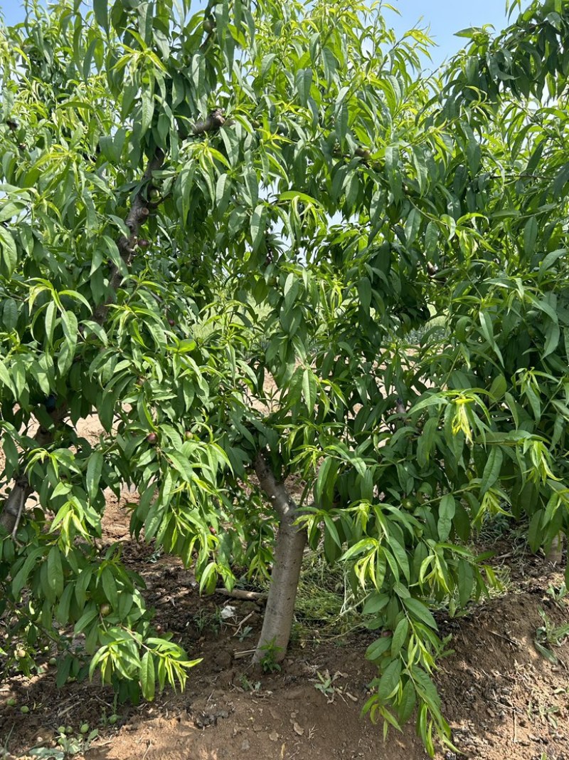 占地果树樱桃树枣树桃树梨树苹果树柿子树