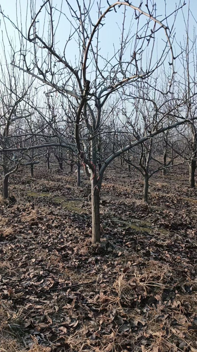 占地果树樱桃树枣树桃树梨树苹果树柿子树