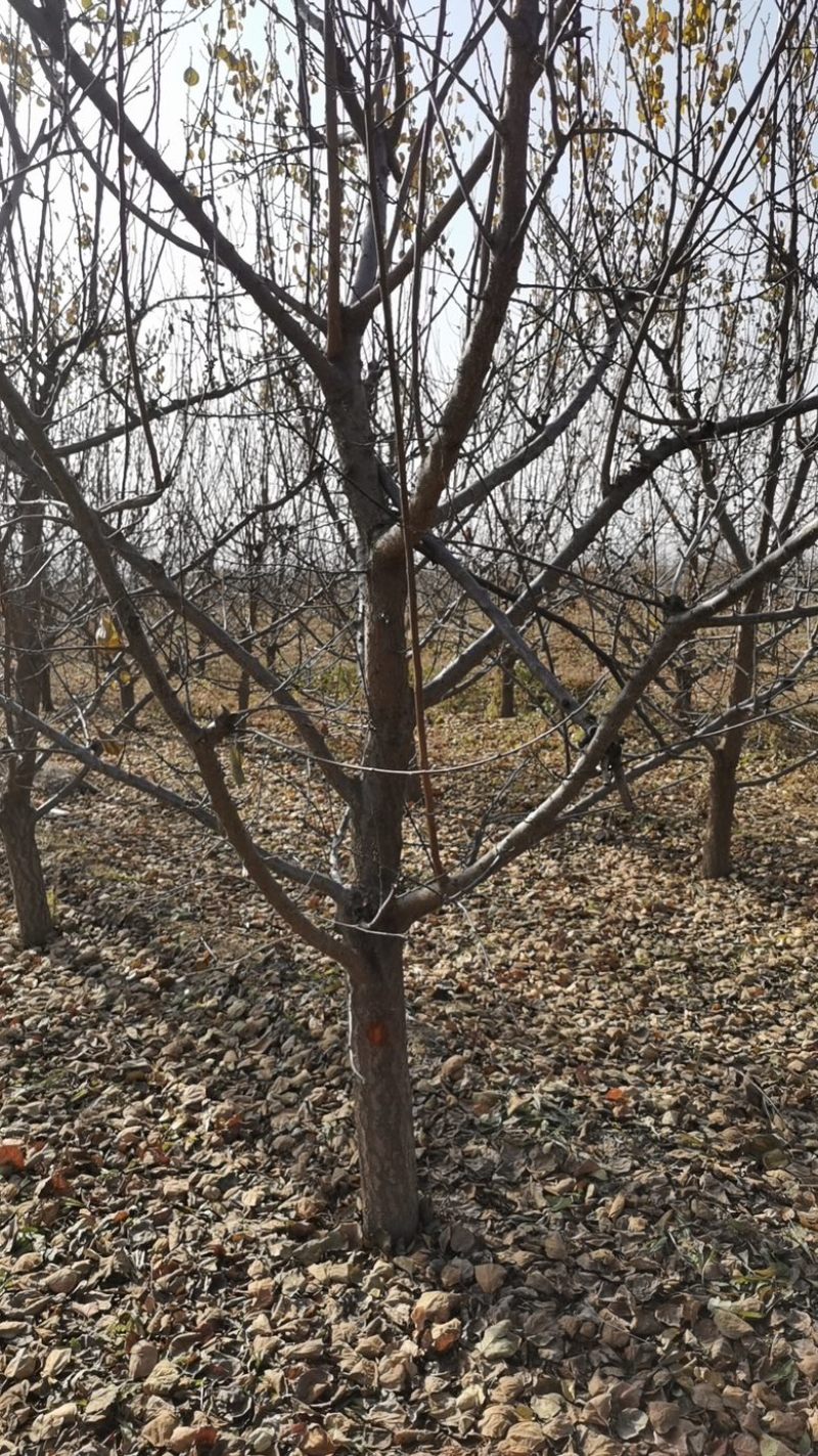 占地果树樱桃树枣树桃树梨树苹果树柿子树