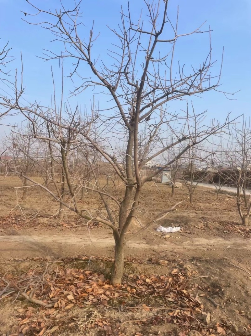 占地果树樱桃树枣树桃树梨树苹果树柿子树