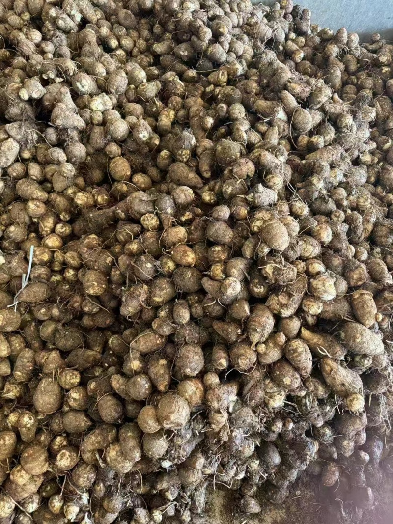 山东毛芋头产地一手货源，量大优惠，对接全国市场电商平台