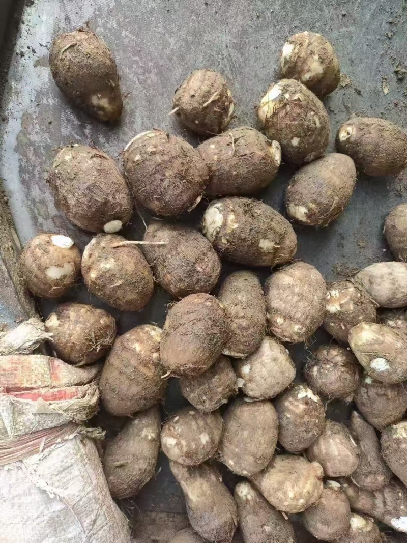 山东毛芋头产地一手货源，量大优惠，对接全国市场电商平台