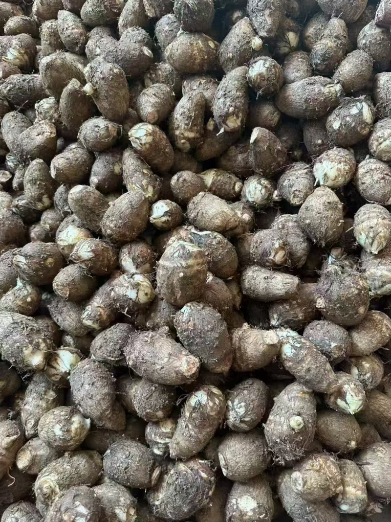 山东毛芋头产地一手货源，量大优惠，对接全国市场电商平台