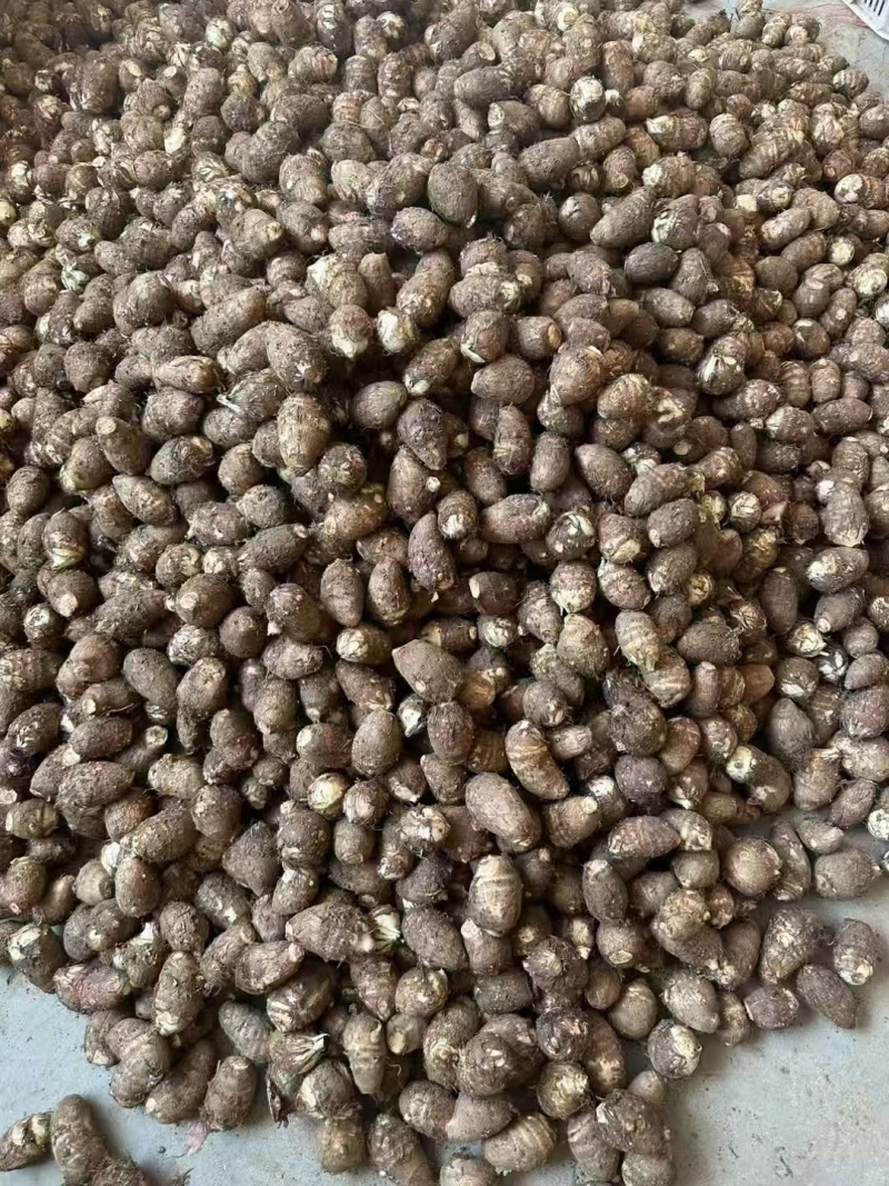 山东毛芋头产地一手货源，量大优惠，对接全国市场电商平台