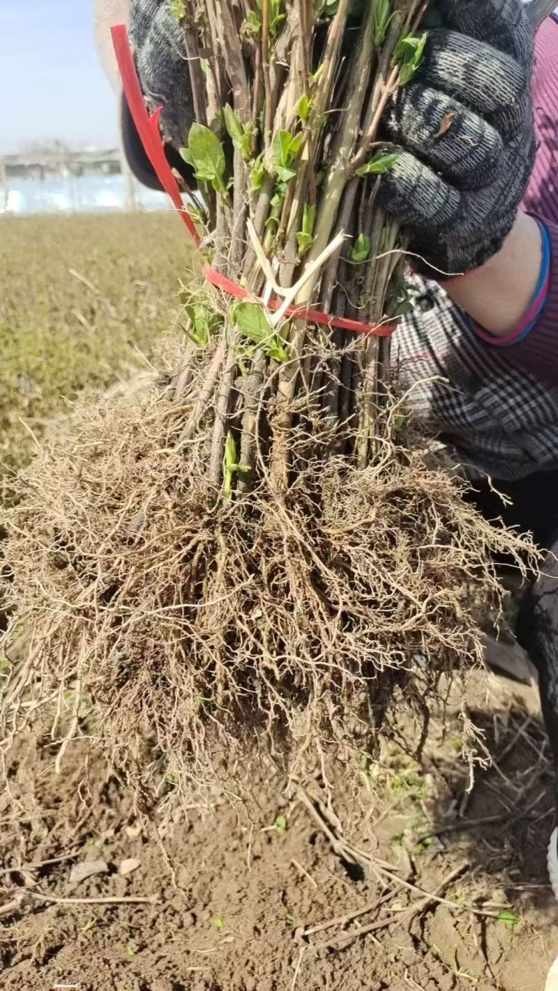 金银花苗/规格齐全/视频看货/诚信经营，欢迎老板来订购
