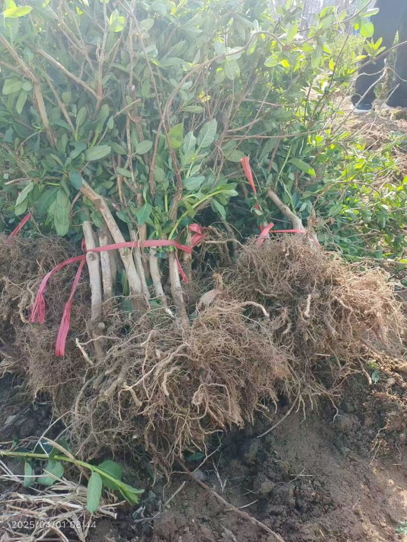 山东临沂费县金银花苗，产地大量，价格优惠，