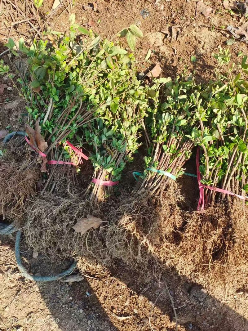 山东临沂费县金银花苗，产地大量，价格优惠，