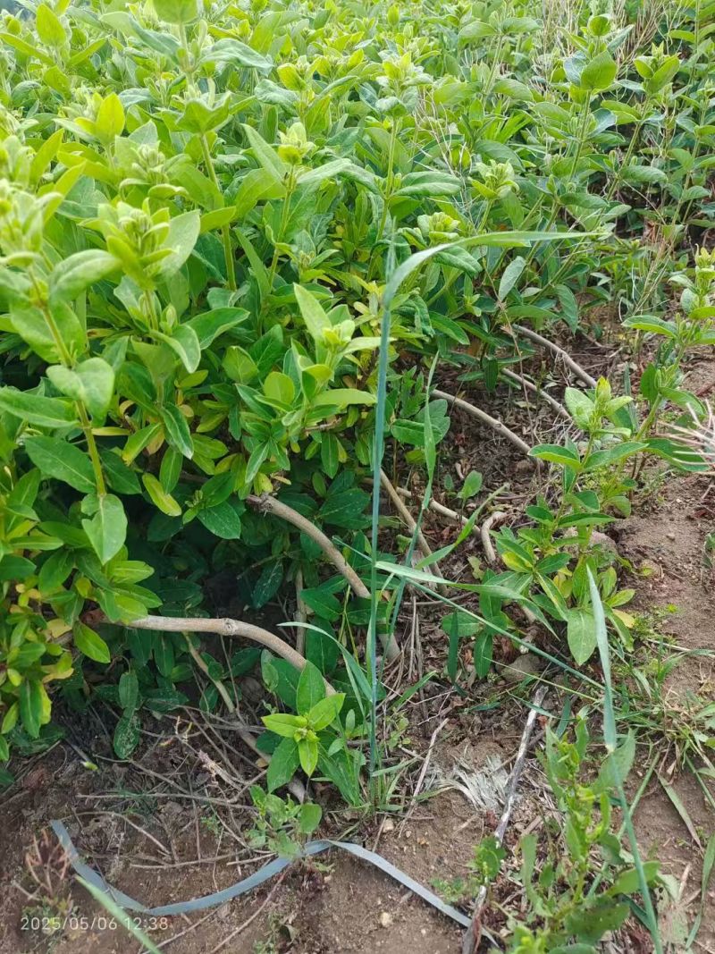 山东临沂费县金银花苗，产地大量，价格优惠，