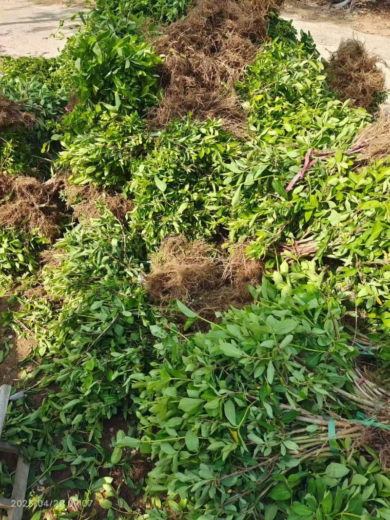 山东临沂费县金银花苗，产地大量，价格优惠，