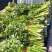 剁头芹菜西芹38-40公分基地直供量大从优欢迎