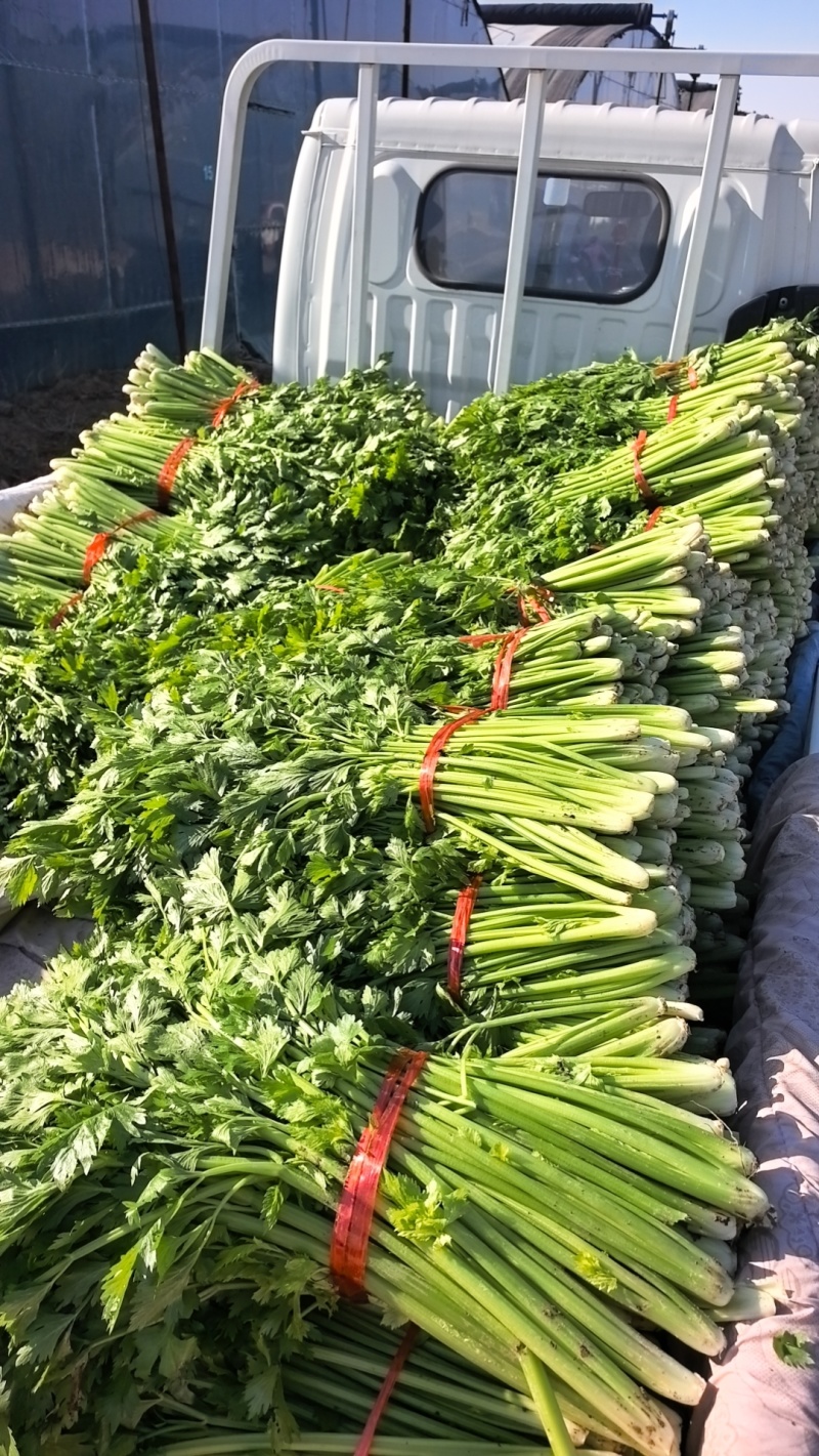 剁头芹菜西芹38-40公分基地直供量大从优欢迎