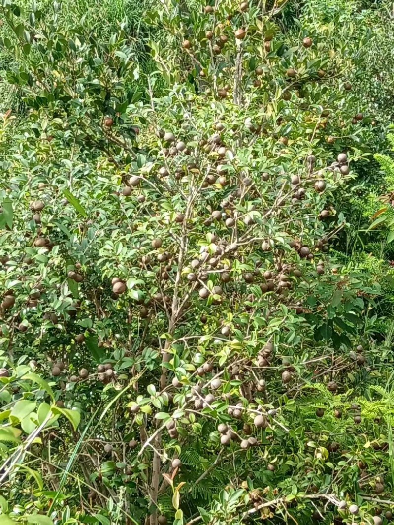 自家种植的山茶树，无污染的山茶油