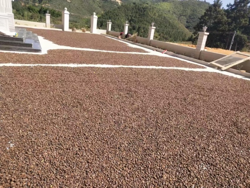 自家种植的山茶树，无污染的山茶油