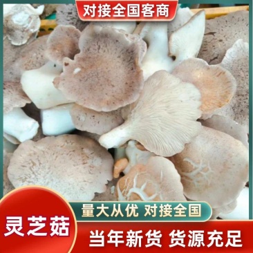 【精选】广西柳州现摘灵芝菇肉厚细嫩规格齐全欢迎进店