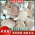 【精选】广西柳州现摘灵芝菇肉厚细嫩规格齐全欢迎进店