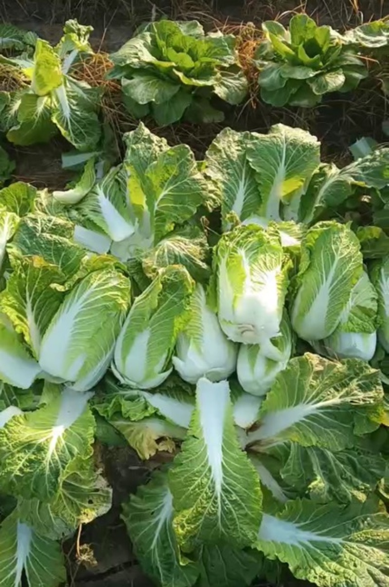山东大白菜产地直供大量有货质量保证一手货源全国发货